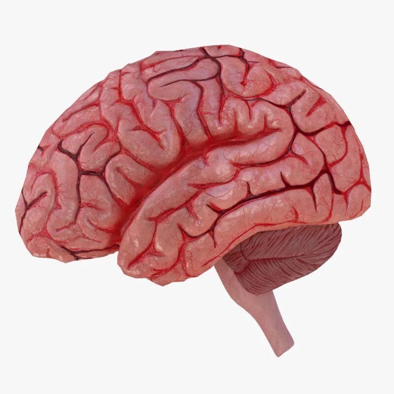 Модель мозга человека. Муляж мозга. Купить мозг бу