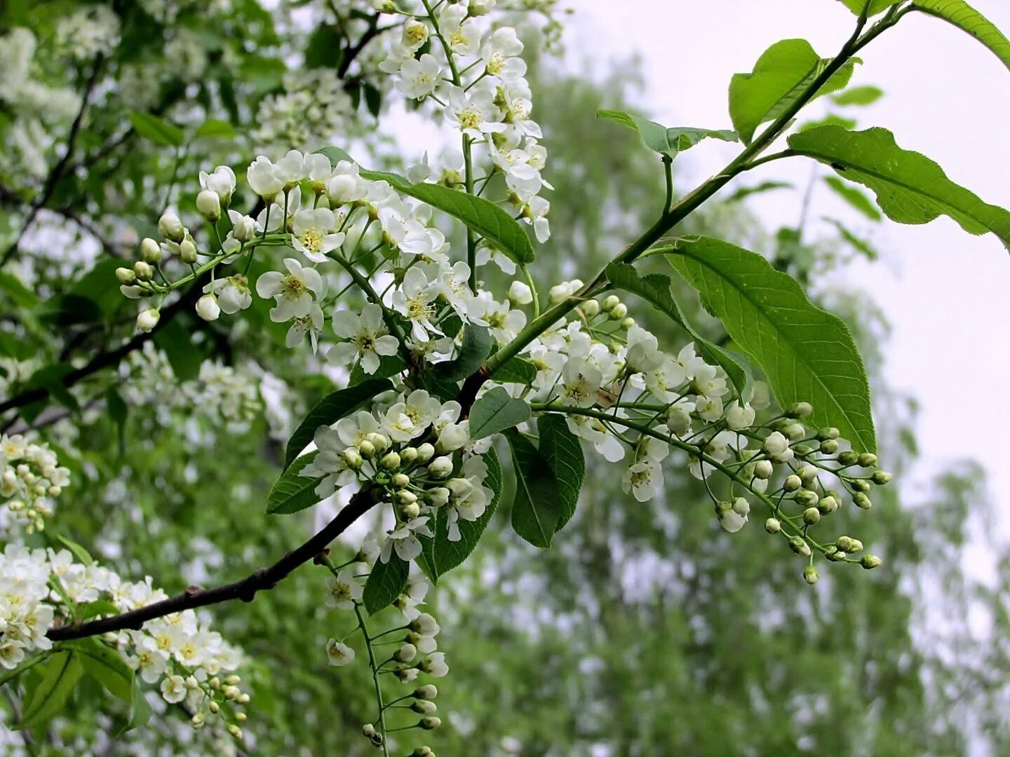 черемуха венгерская. банд расцвела черемуха. черемуха куст. черемуха обыкновенная кора. банд расцвела черемуха.