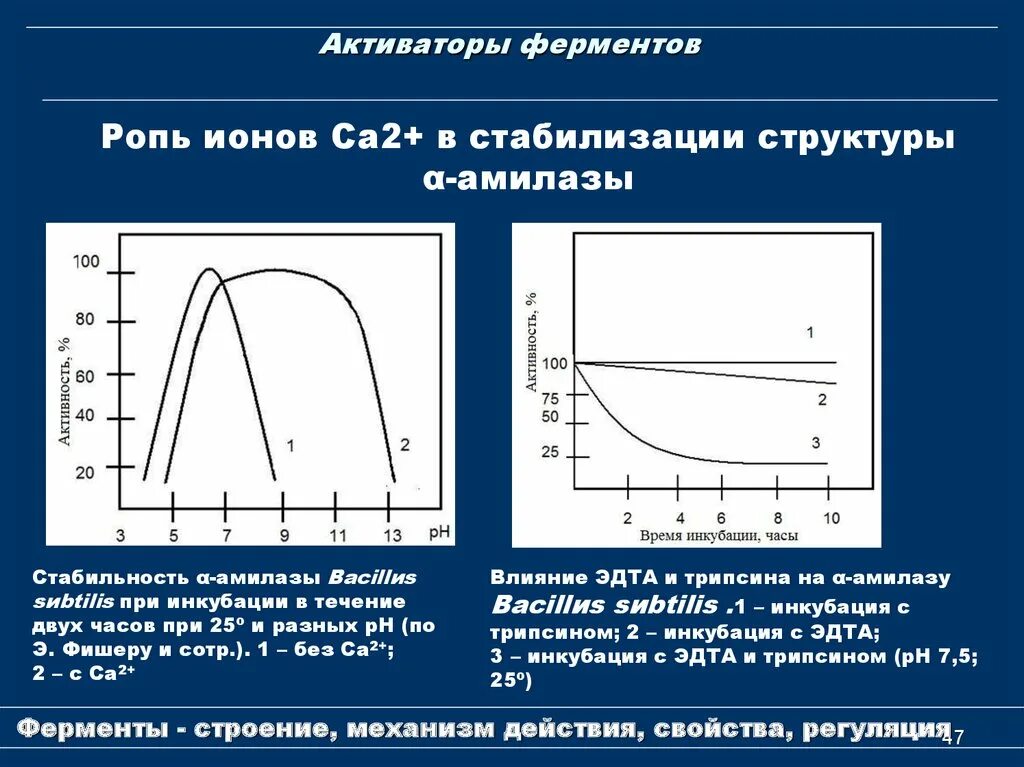 Активаторы ферментов таблица. Влияние активаторов и ингибиторов. Типы активации ферментов. Влияние активаторов на активность ферментов. Активаторы активности