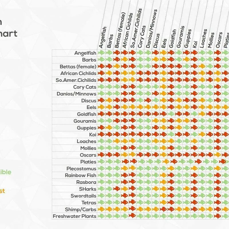 Таблица совместимости аквариумных рыб. Таблица совместимости креветок с аквариумными рыбками. Рыба клоун совместимость с другими рыбками. Совместимость аквариумных рыбок. Петухи рыбы совместимость