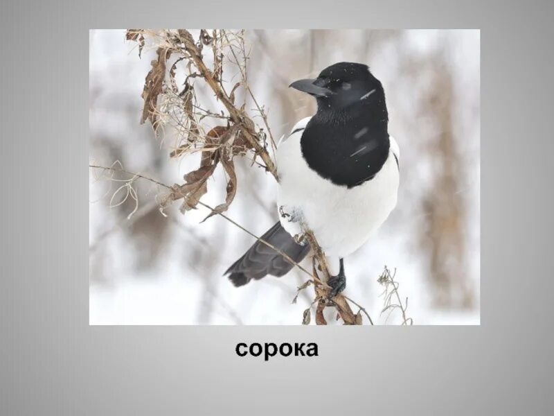 Сорок являться. Зимующие птицы сорока. зимующие птицы кузбасса. зимкющие птицы кузбамм. птицы зимой в кузбассе.