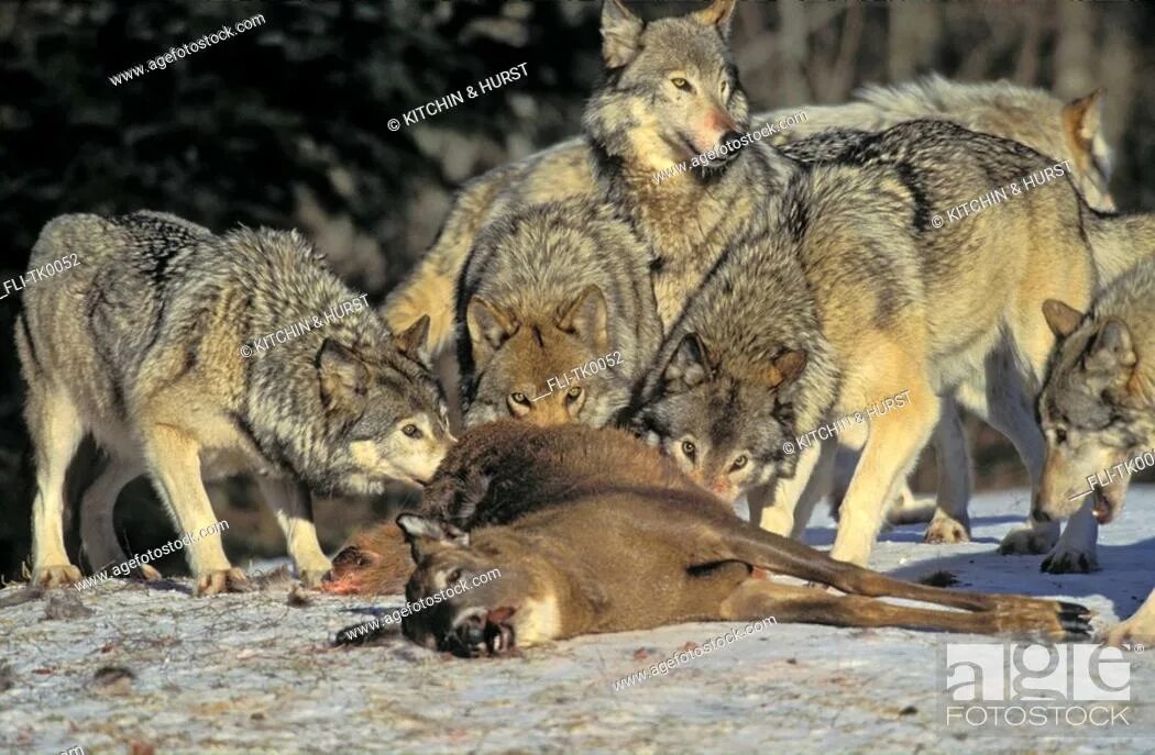 Арйол волк. Wolf Pack Attack Deer. Wolves Jump on Deer. Жизнь диких волков