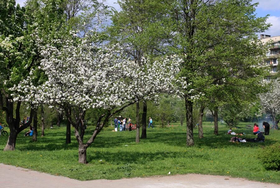 чехов мхат спектакль вишневый сад. театр мгт вишневый сад. игорь яцко вишневый сад. вишневый сад в театре имени миронова. данила козловский вишневый сад.