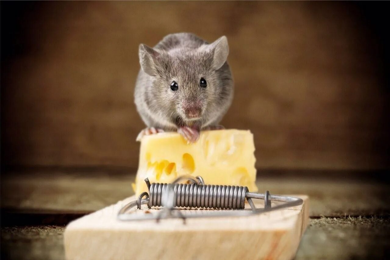 Мышеловка. Мышь с сыром. Сыр в мышеловке. Мышка с сыром в мышеловке. Про мышей и сыр
