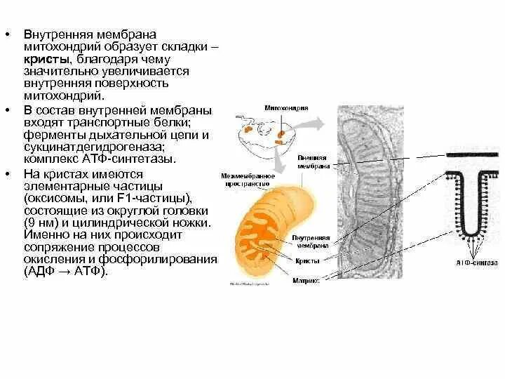 Органоиды клетки митохондрии. Внутренняя мембрана митохондрий. Складки мембран митохондрий называются. Внутреннее строение митохондрии. Митохондрии двумембранные органоиды.