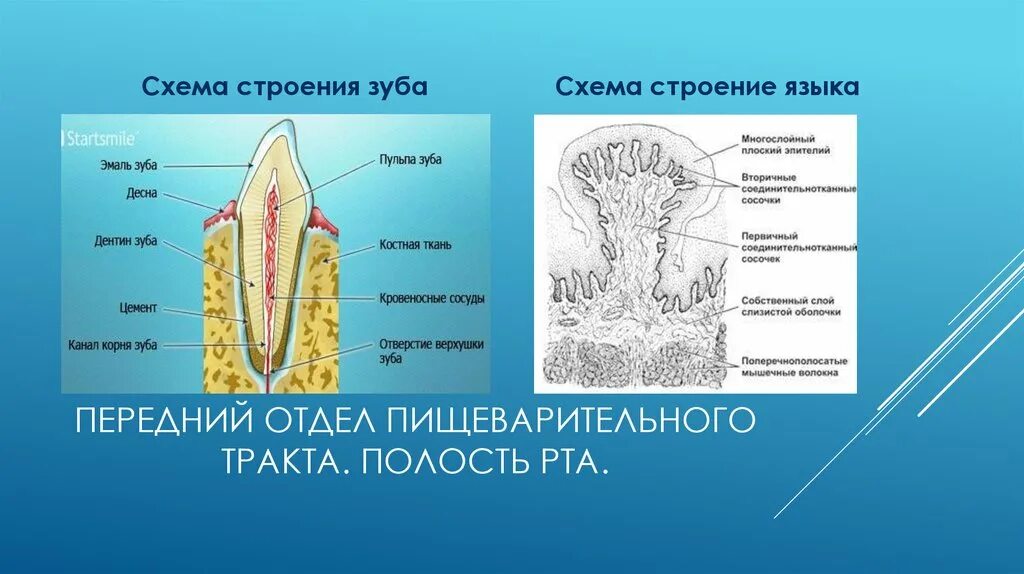 Функции тканей зубов. Строение зуба. Схема строения зуба.