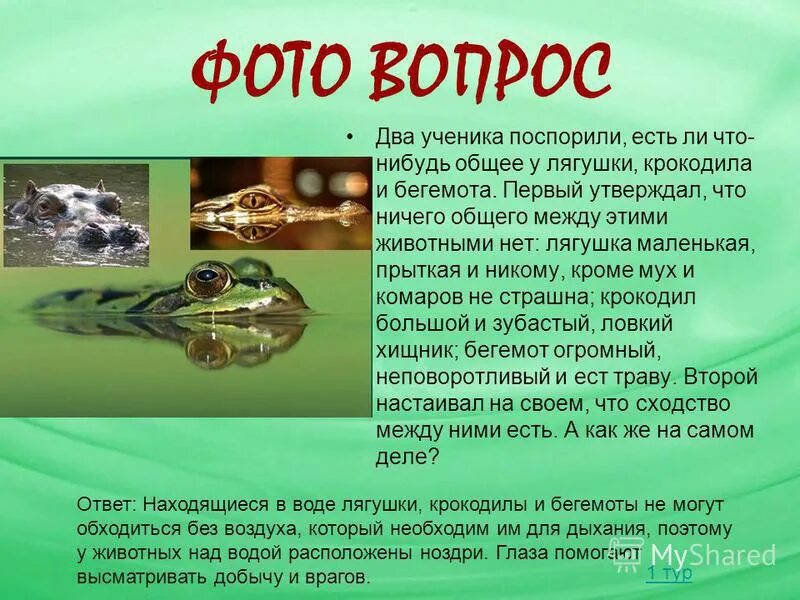 В чем заключается конвергентное сходство крокодила. Конвергентное сходство крокодила лягушки и бегемота. Конвергентное сходство крокодила лягушки и бегемота. Расположение глаз у лягушек крокодилов и бегемотов. Крокодил лягушка бегемот.