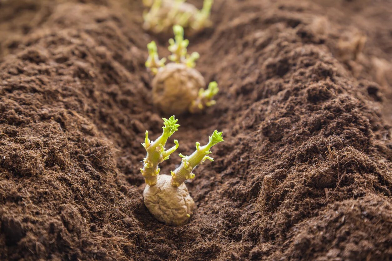 Когда сажать картофель в грунт. Почва картошки. Пророщенный картофель. Картофель в почве. Почва растение урожай.