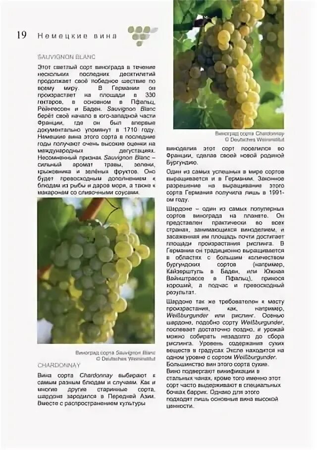 Винный виноград саперави. Александроули виноград. Виноград орион. Виноград паланга. Кангун сорт винограда.