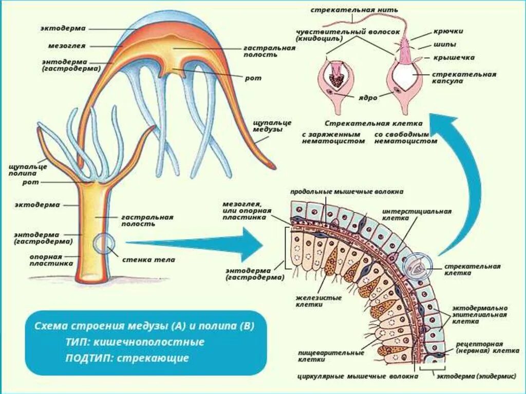 Мышцы беспозвоночных. Сцифоидные полипы строение. Строение нервной клетки кишечнополостных. Строение полипа кишечнополостных. Выделительная система медузы.