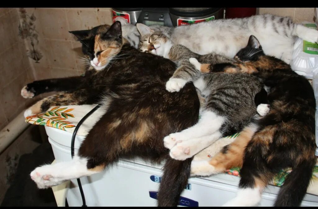 в тесноте да не в обиде уместно. сутеев под грибом. в тесноте да не в обиде пословица. в тесноте да не в обиде рисунок. в тесноте да не в обиде синонимы.