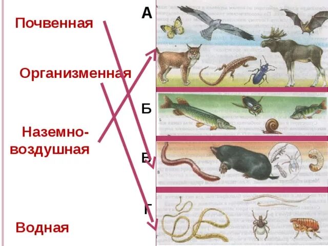 Почвенная организменная среда жизни. Организменная наземно воздушная. Воздушная почвенная наземно воздушная организменная. Организменная почвенная водная водная наземно-воздушная. Организменная почвенная.