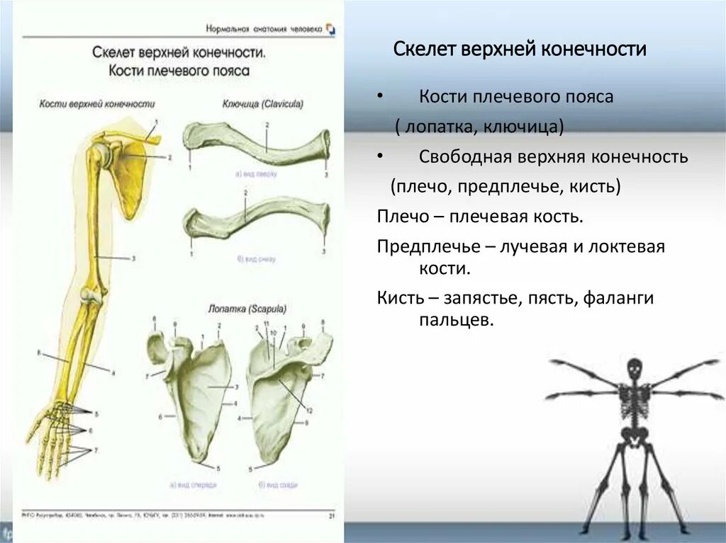 Основные части скелетов поясов и свободных конечностей. Скелет пояса верхних конечностей у хамелеона. Опорно двигательная система скелет верхней конечности. Скелет верхней конечности meduniver. Пояс верхних конечностей анатомия.