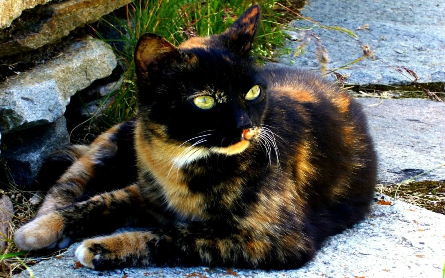 Tortoiseshell Cat порода. Египетская черепаховая кошка. Трёхцветная кошка порода черепаховая. Черепаховая кошка Калико. Черепаховый цвет