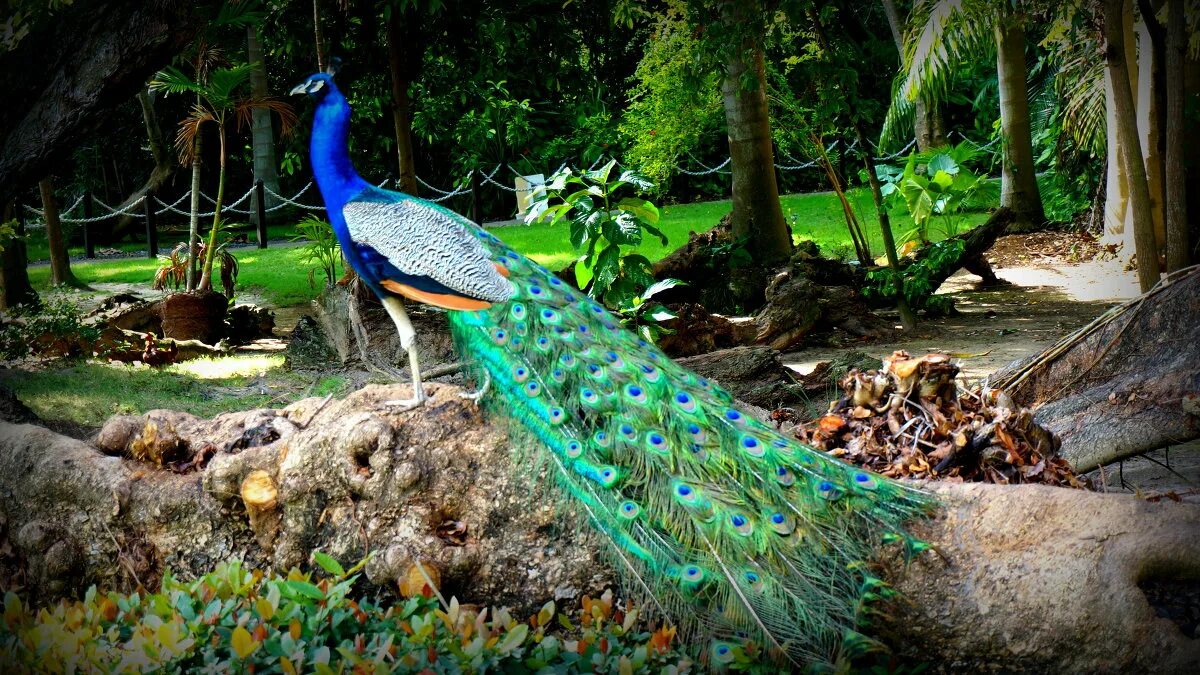 павлин живет в тропическом лесу. саванна павлин. павлин в тропических лесах. павлин живет в тропическом лесу или саванне. павлин живет в тропическом лесу или саванне.