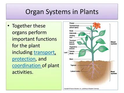 Plant systems