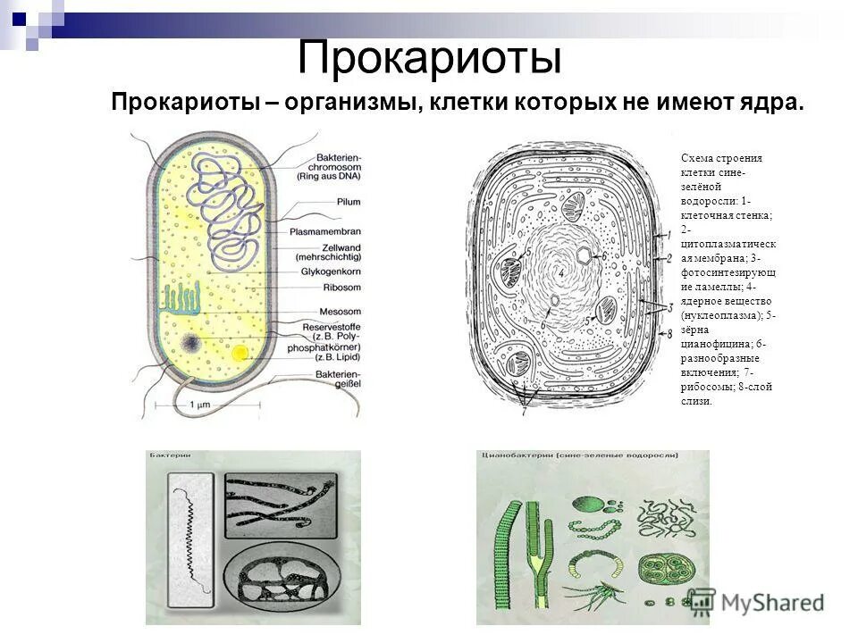 Строение клеток эукариотических и прокариотических микроорганизмов. Прокариотическая клетка в организме. Прокариотическая клетка это клетка бактерий. Прокариотические организмы клетки.