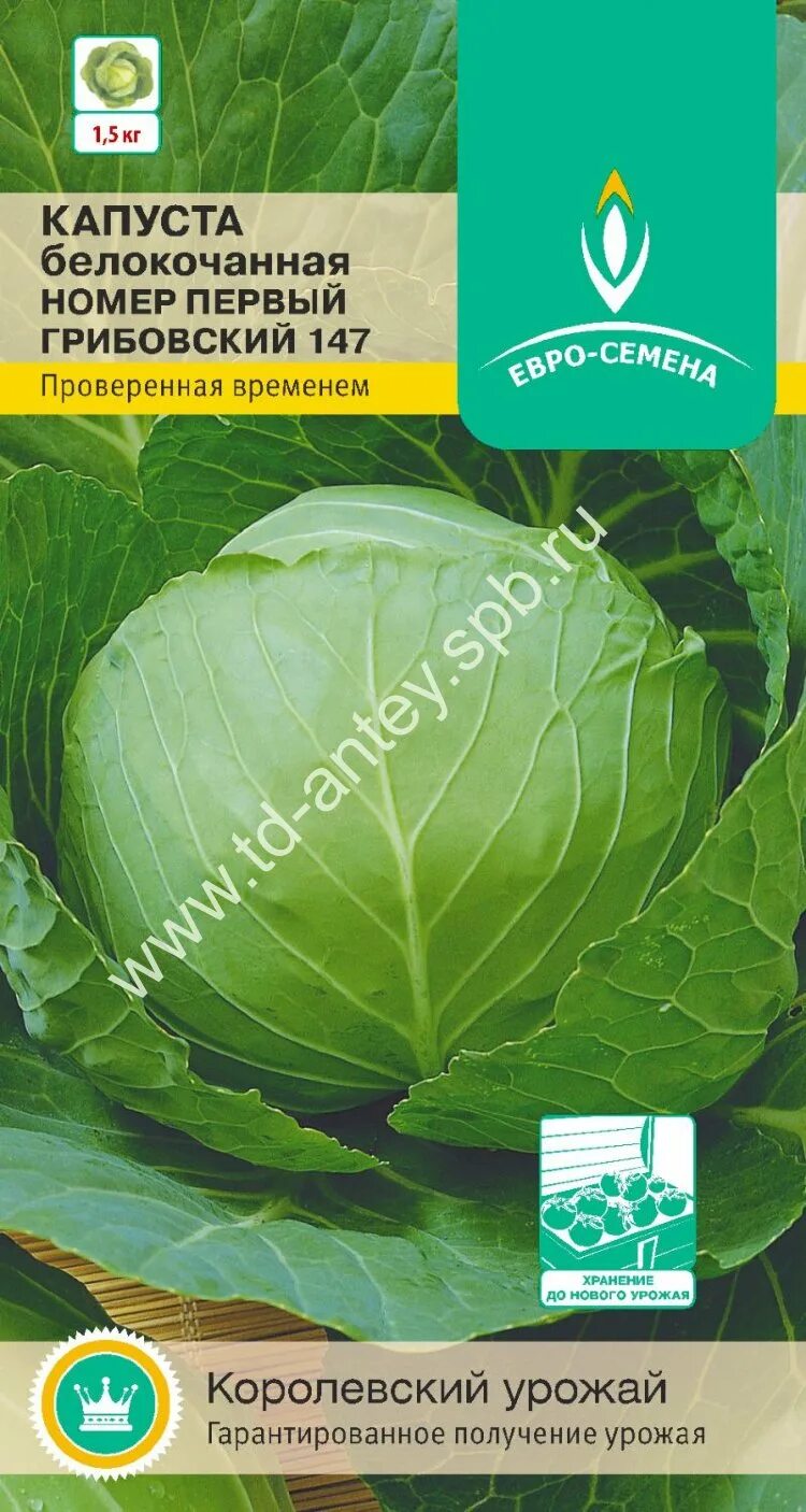 Капуста номер первый грибовский 147. Капуста белокочанная Грибовский. Капуста белокочанная Грибовский 147.