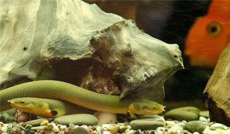 Рыба змея совместимость. Каламоихт калабарский альбинос. Каламоихт калабарский рыба-змея. Рыбка каламоихт. Каламоихт аквариумная рыбка.