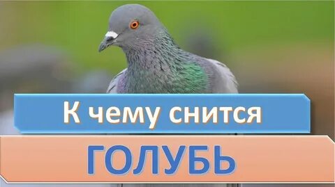 К чему снится голубь во сне мужчине