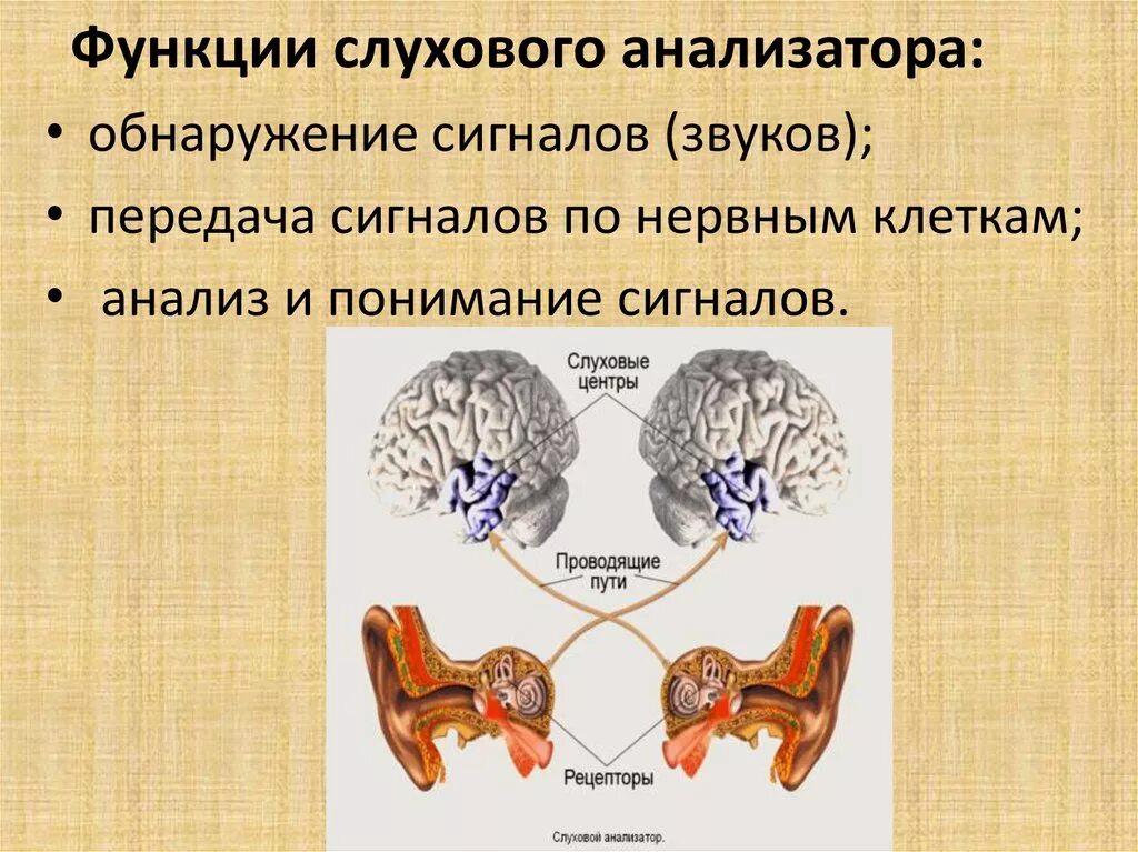 Строение и функции слухового