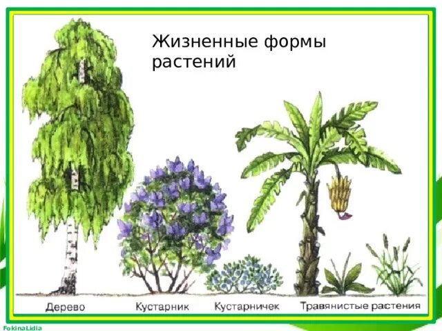 Жизненные формы. Жизненные формы цветковых растений. 5 Жизненных форм растений. Основные жизненные формы растений.