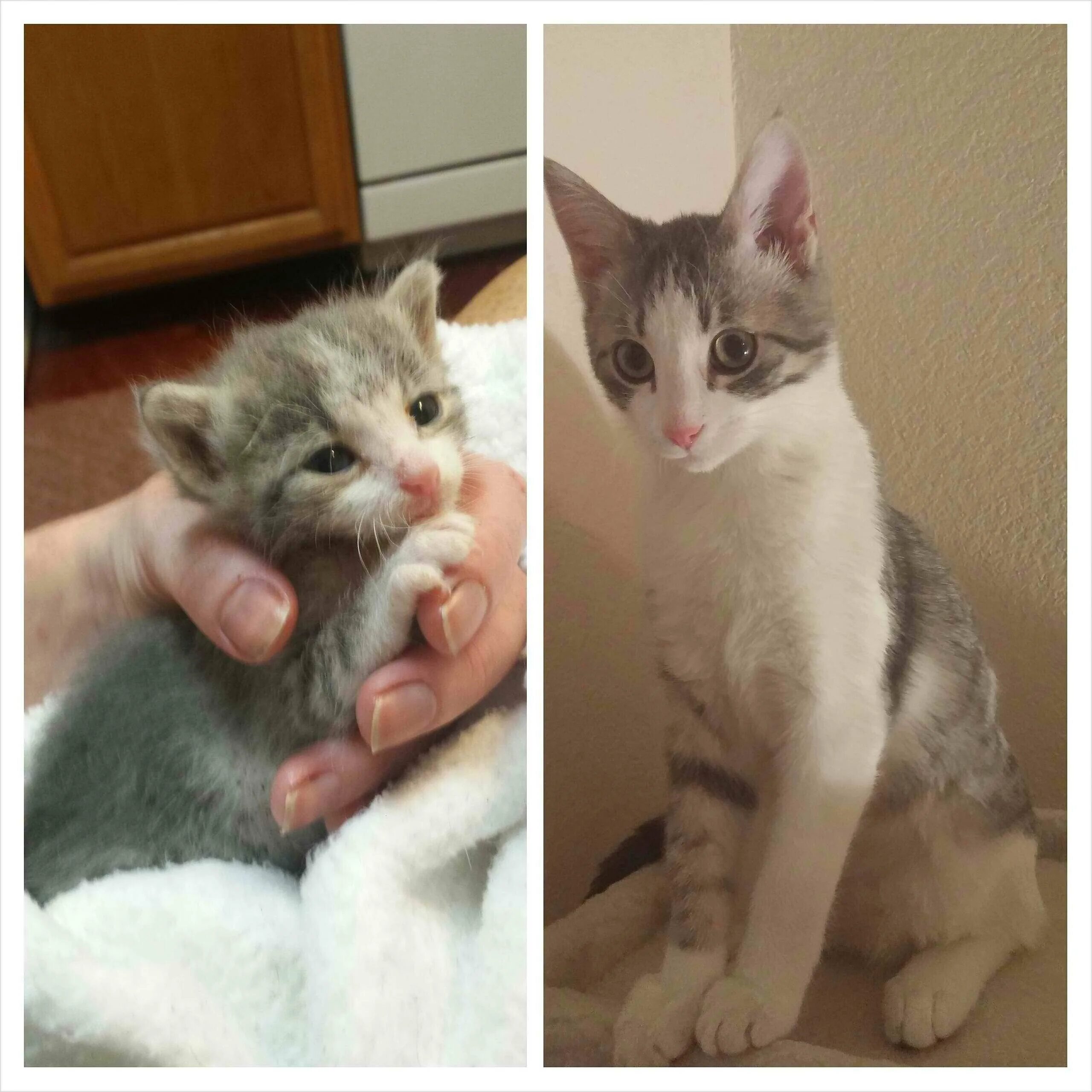 Подобрали котенка с улицы. Котята до и после. Котенок вырос. Котята до и после взросления. Котенок до и после вырос.