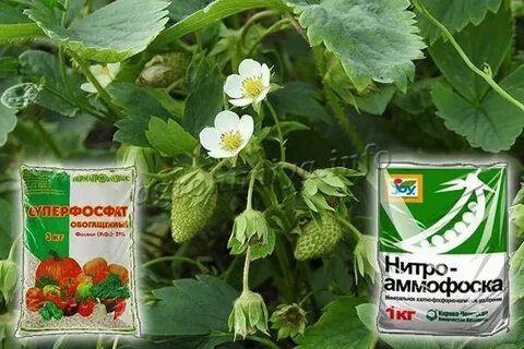 Суперфосфат для клубники осенью