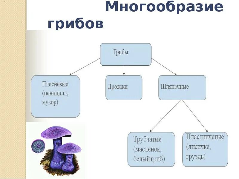 Тема многообразие и значение грибов. Биология схема многообразие грибов. Многообразие грибов 5 класс биология таблица. Многообразие и значение грибов схема. Таблица по биологии многообразие и значение грибов.