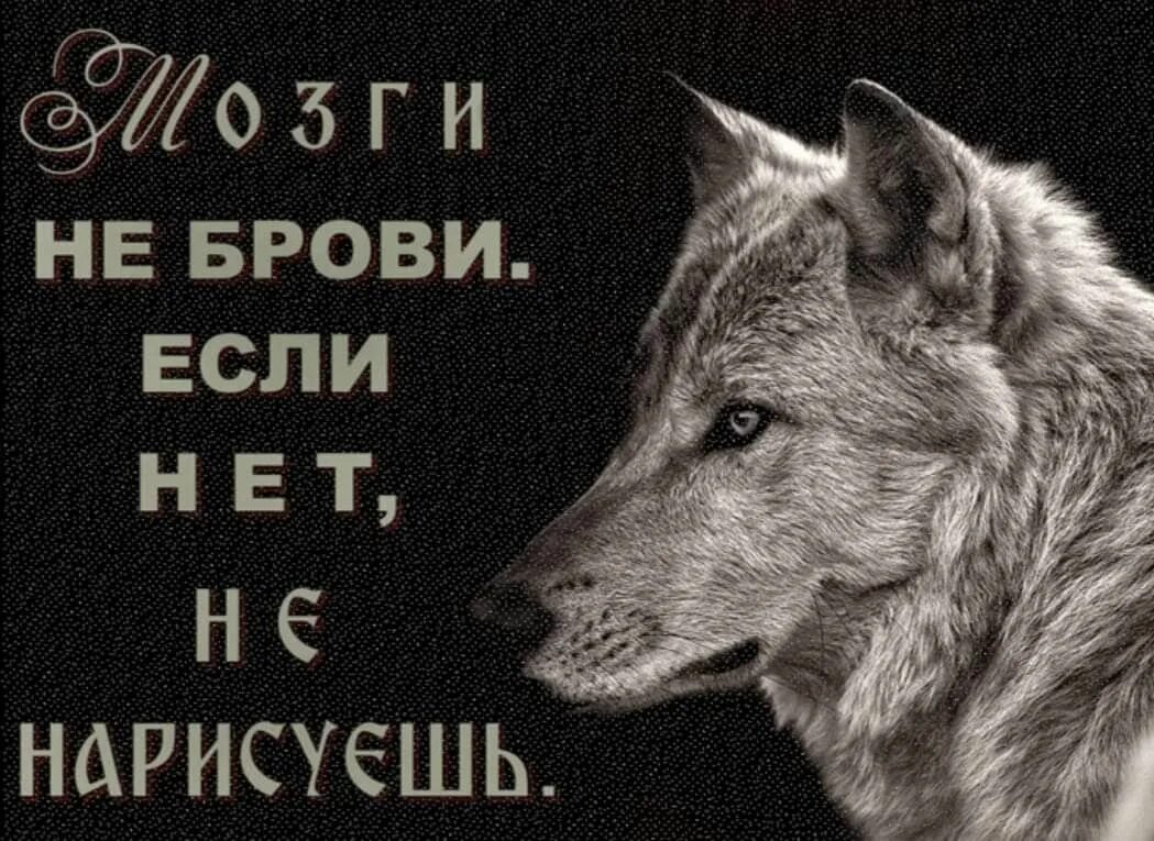 С волками жить все. С волками жить по Волчьи выть. С волками жить по Волчьи. Статусы с волками жить по Волчьи выть. Статусы с волками.