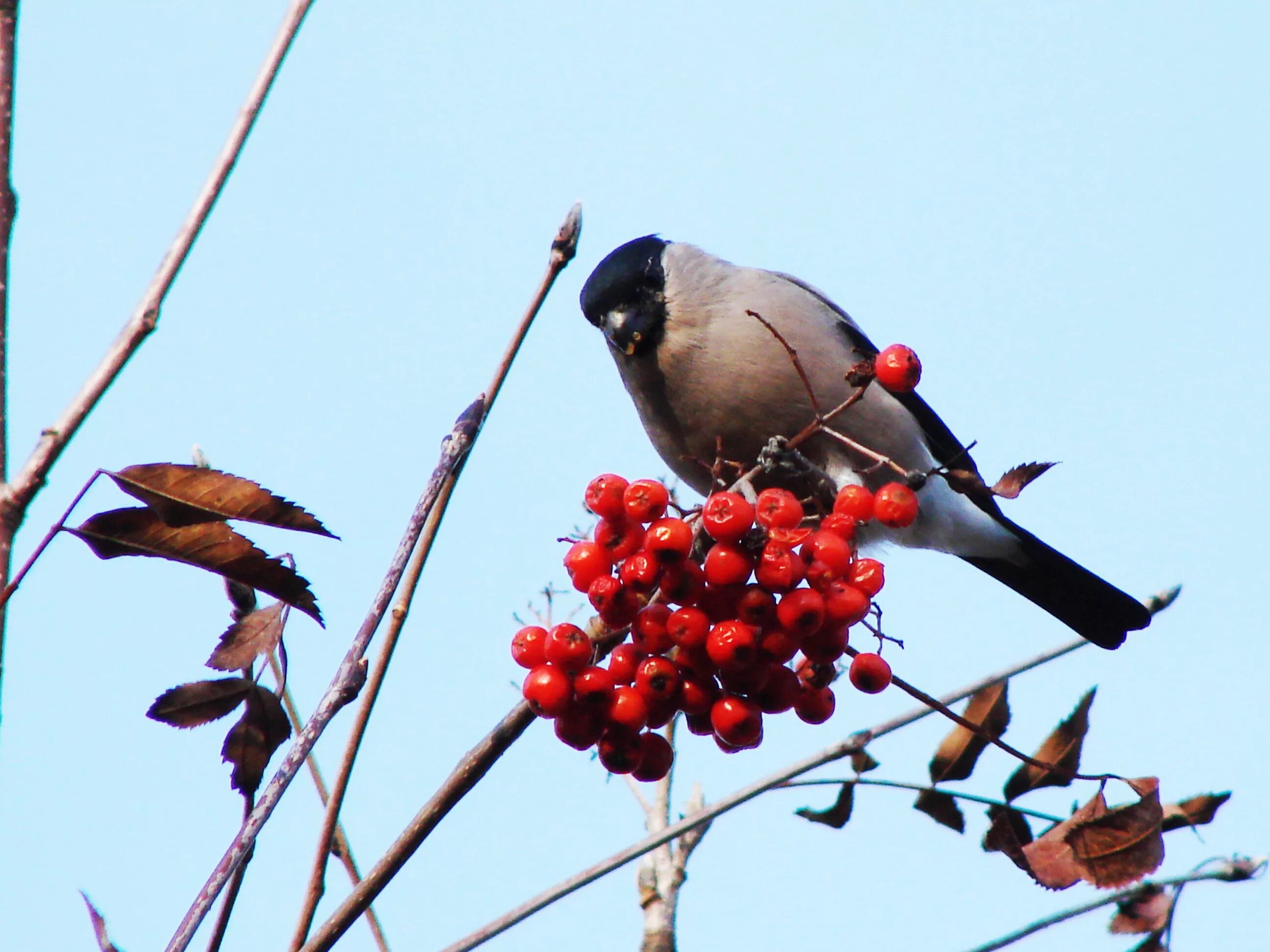 зимующие птицы хмао югры. птицы ханты мансийского автономного округа. птицы хмао югры. птицы югры. птицы обитающие в хмао.
