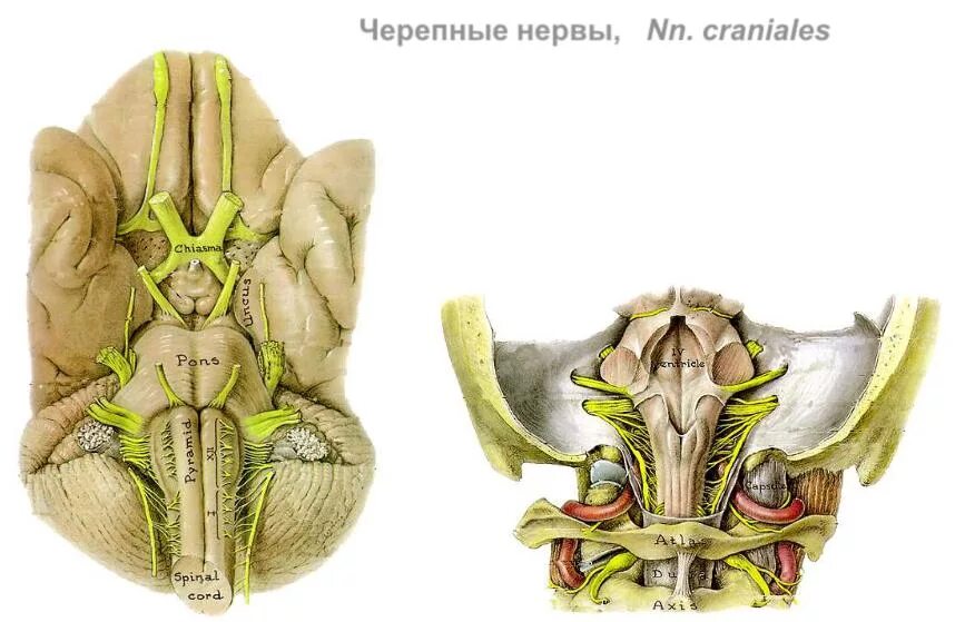 Под черепные нервы. Черепные нервы отверстия черепа. Черепно мозговые нервы отверстия в черепе. Места выхода черепных нервов. Черепные нервы выход.