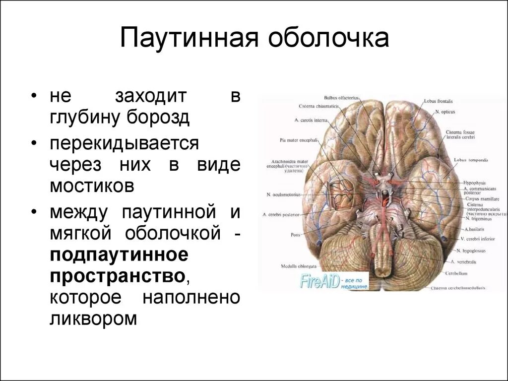 Оболочки защищающие мозг. Паутинная оболочка головного мозга. Паутинная оболочка мозга анатомия. Паутинная оболочка. Подпаутинные цистерны. Строение паутинной оболочки головного мозга.