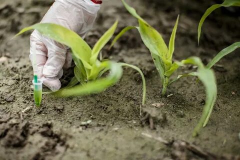 Qu’est-ce qu’un OGM ? 