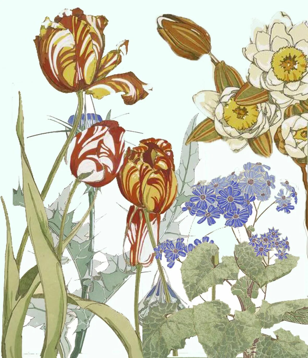 Жимолость каприфоль ботанический рисунок. Organic lavender shampoo. Diane botanical. Жимолость ботаника. Мауве картины.