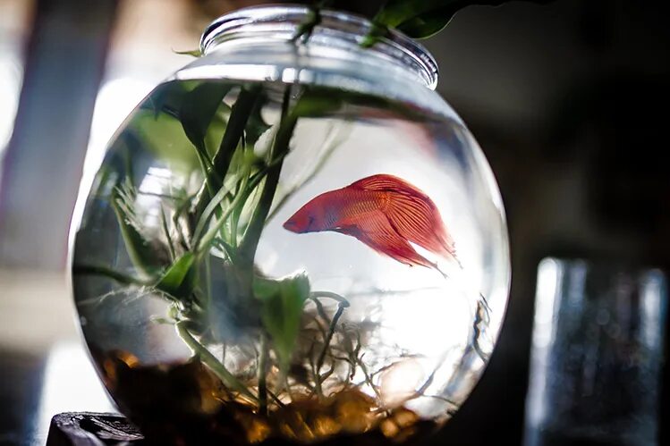 Круглый аквариум с рыбками. Какие рыбки уживаются с петушком. Нано рыбки для аквариума. Маленький круглый аквариум. Петушок в маленьком аквариуме.