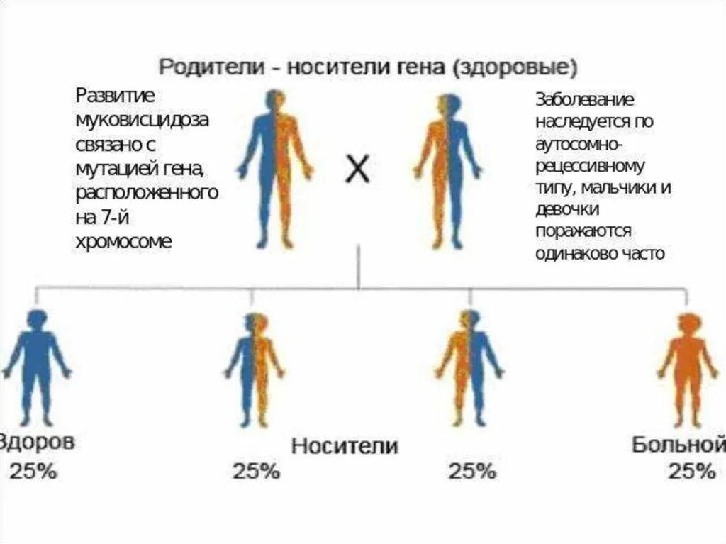 Гены детей от первого мужчины. Муковисцидоз Тип наследования. Муковисцидоз генная мутация. Генетическое заболевание муковисцидоз. Презентация на тему муковисцидоз.