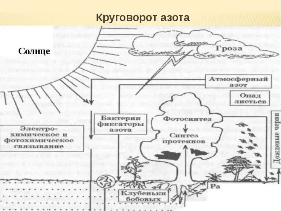 Биологический круговорот азота. Круговорот азота в природе схема. Схемы круговорота углерода, азота, фосфора. Схема круговора ахота в природе.