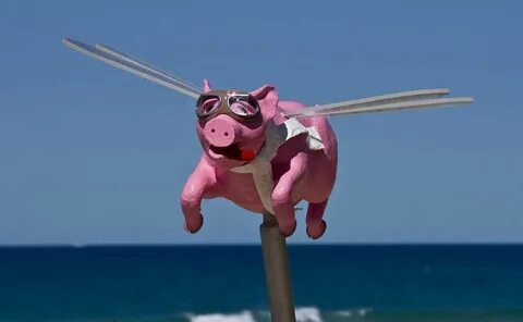 Pigs fly