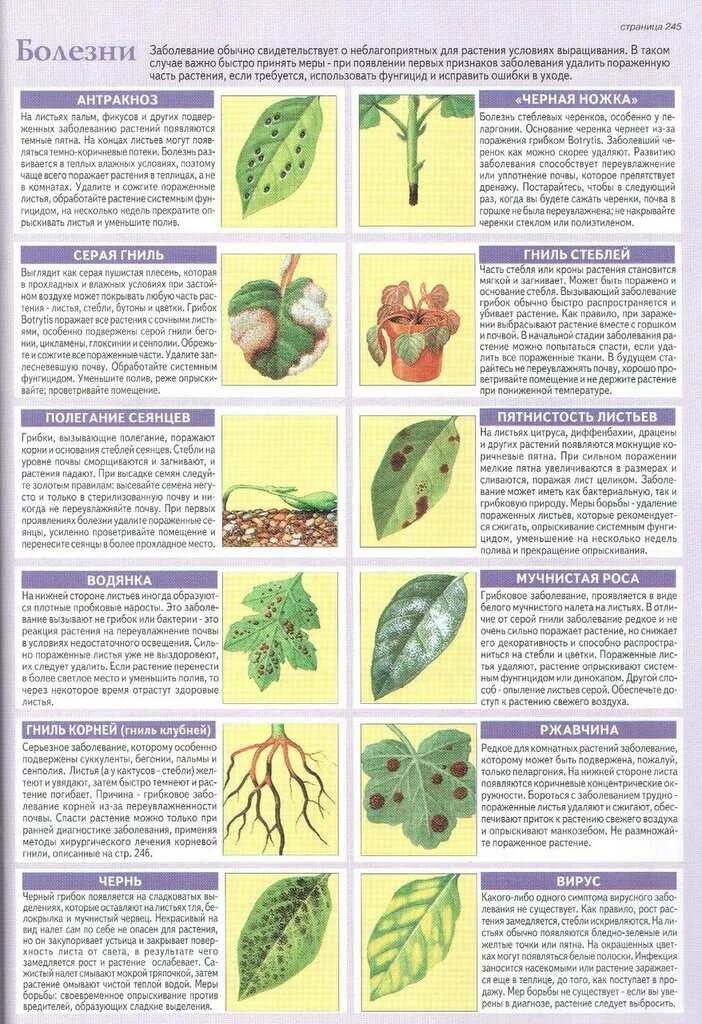 Инфекционные болезни растений типы. Болезни комнатных растений таблица. Болезни растений по листьям. Таблица болезней растений листьев.