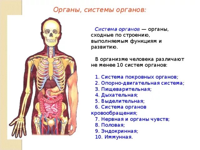 Роль органов человека. Системы органов. Общий план строения организма человека. Строение органа и системы органов человека. Системы органов животных и человека.