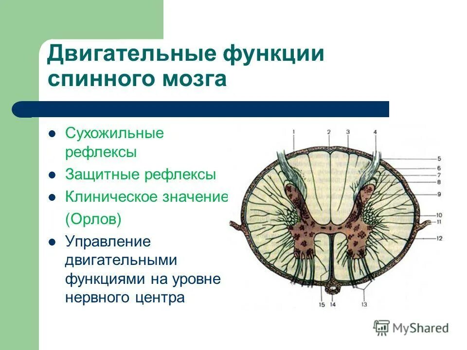 Центры спинного мозга функции. Центры спинного мозга функции