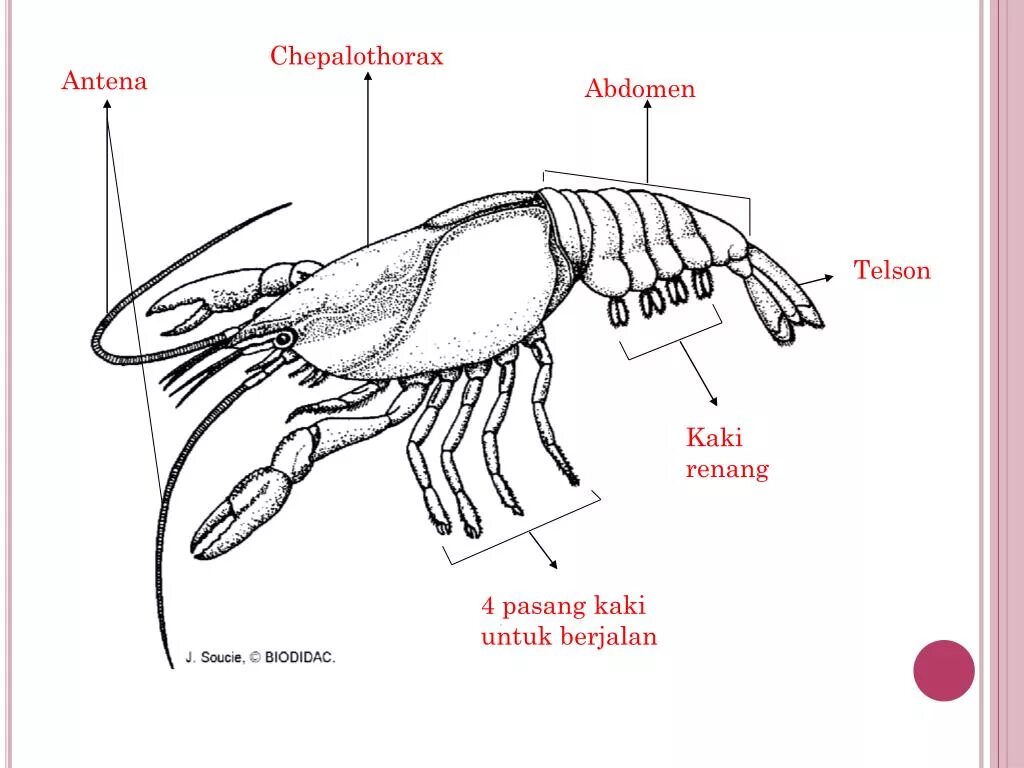 Сколько ног у рака. Тельсон у ракообразных это. Плеопода у ракообразных. Тельсон у креветок. Абдомен у ракообразных.