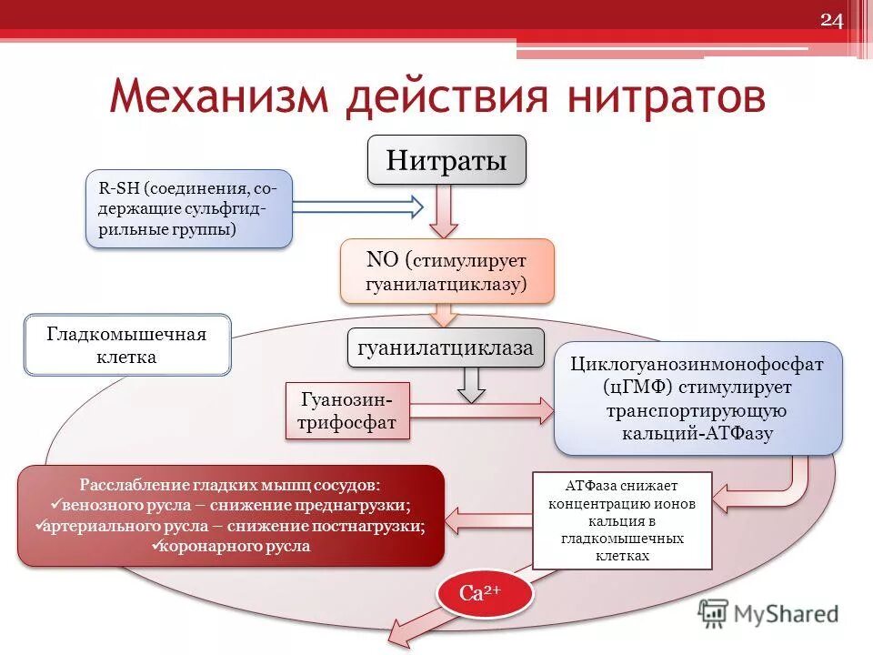 Механизм действия нитратов при стенокардии фармакология. Механизм антиангинального действия органических нитратов. Механизм сосудорасширяющего действия нитратов. Механизм действия органических нитратов фармакология. К группе нитратов относятся