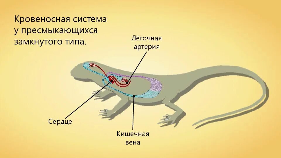 Какая кровь течет от легких у рептилий