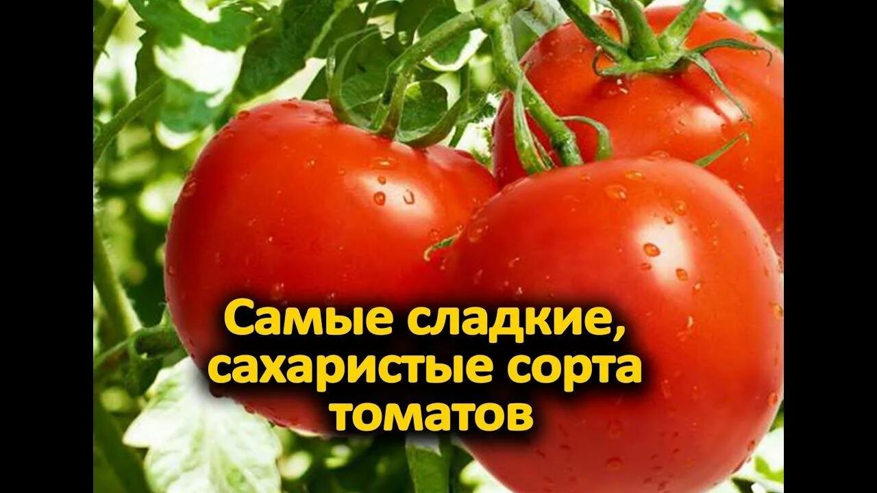 Самые сладкие томаты. Самые сладкие сорта томатов. Сладкий мясистый салатный сорт помидор. Помидоры лучшие сорта для теплиц сладкие. Сладкие помидоры для открытого грунта