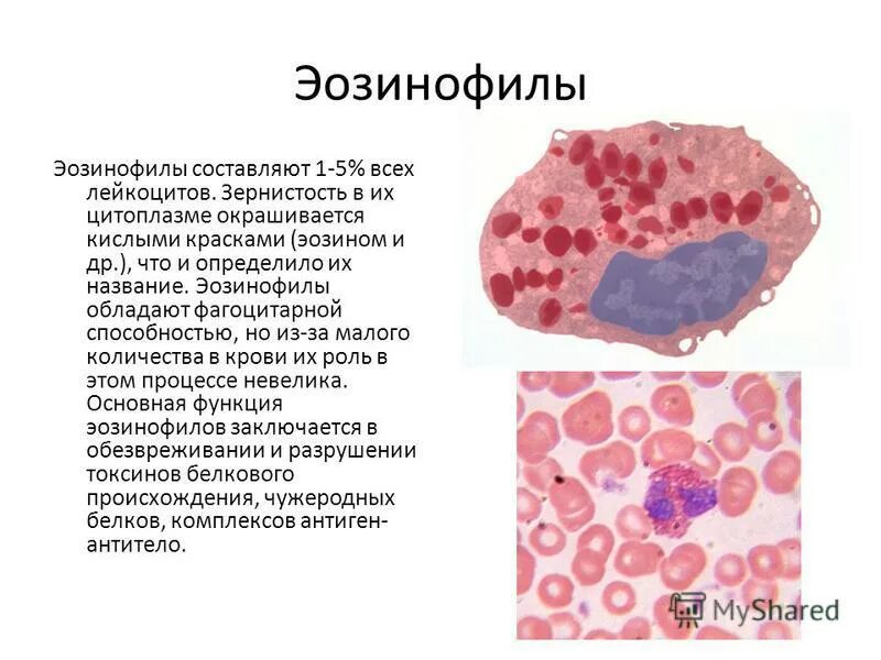 Эозинофилы в крови понижены что это значит