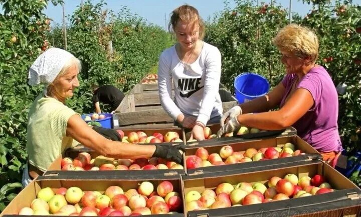 Работа в краснодаре крае. Новомалороссийская Краснодарский край сбор яблок. Уборка яблок. Сбор яблок в саду. Сборщик яблок.