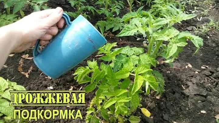 Подкормка рассады томатов дрожжами. Дрожжевая подкормка для рассады томатов. дрожжевая подкормка для томатов. подкормка помидор дрожжами.
