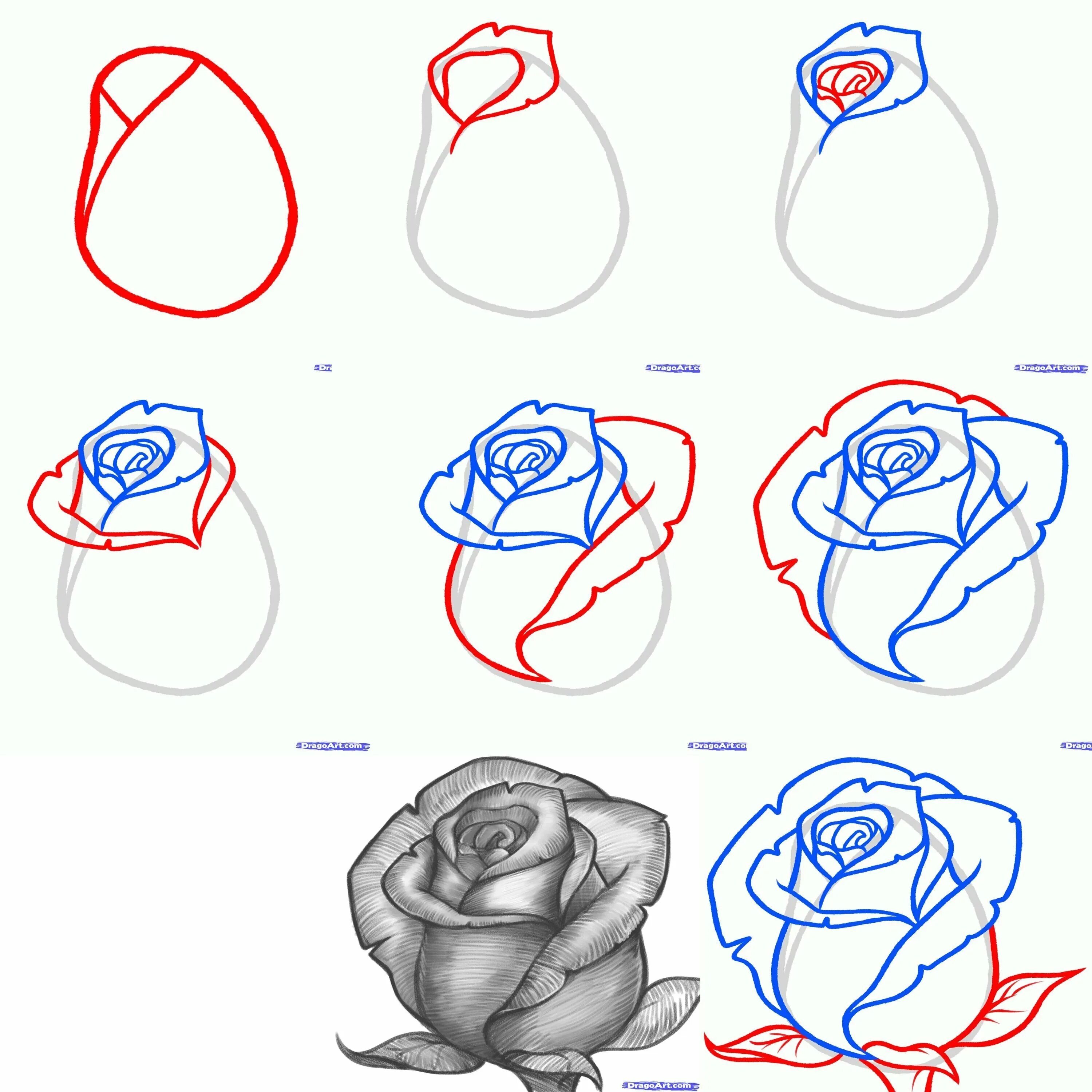 Что нарисовать быстро и красиво. Нарисовать розу поэтапно. Рисунки карандашом цветы для начинающих.